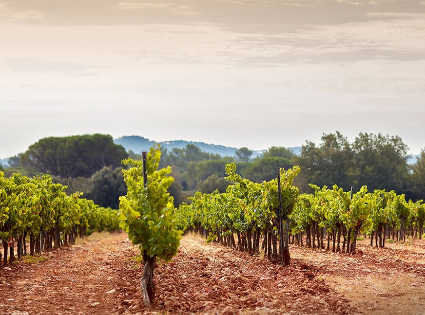 <h2>Viticulture</h2>